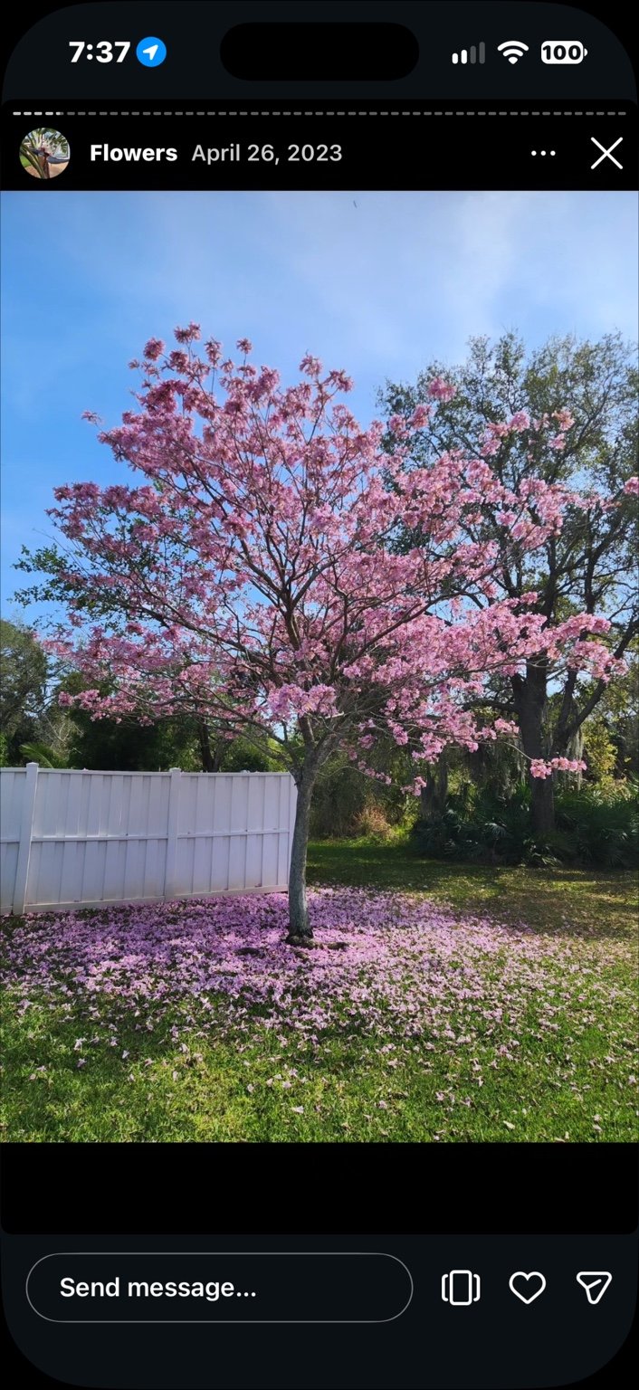 Flowering tree landscape